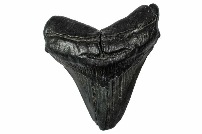 Fossil Megalodon Tooth - South Carolina #340202